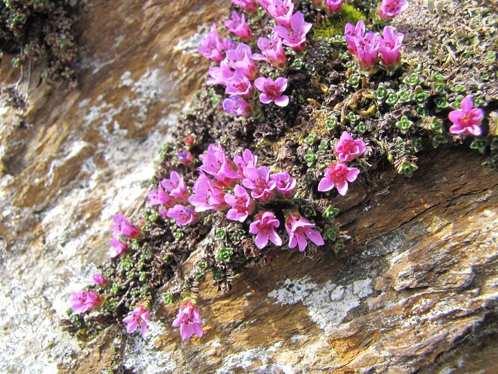 Saxifraga oppositifolia / Sassifraga a fg. opposte